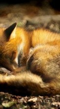 Fox,Animals for Samsung Galaxy Z Fold 2