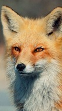 Fox,Animals for Asus MeMO Pad HD 7