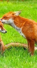 Fox,Animals for Samsung Galaxy Note 3