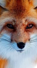 Fox,Animals for Samsung Galaxy Ace 4