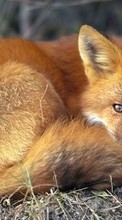 Fox,Animals for HTC Wildfire