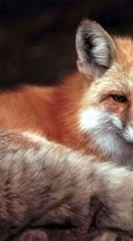 Fox,Animals for HTC Magic