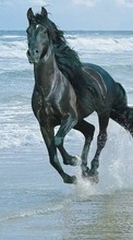 New mobile wallpapers - free download. Horses, Sea, Water, Animals picture and image for mobile phones.