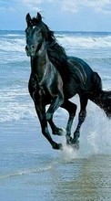 New mobile wallpapers - free download. Horses, Sea, Waves, Animals picture and image for mobile phones.