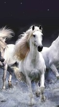 New mobile wallpapers - free download. Horses, Sea, Waves, Animals picture and image for mobile phones.