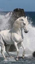 New 320x240 mobile wallpapers Animals, Horses, Sea free download.