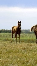 New mobile wallpapers - free download. Animals, Grass, Sky, Horses picture and image for mobile phones.
