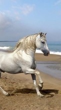 New mobile wallpapers - free download. Animals, Horses, Beach picture and image for mobile phones.