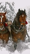 New mobile wallpapers - free download. Horses, Snow, Animals, Winter picture and image for mobile phones.