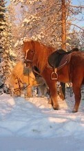 New mobile wallpapers - free download. Horses,Snow,Animals,Winter picture and image for mobile phones.