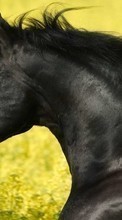 Animals, Horses for OnePlus 8 Pro