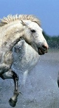 New 800x480 mobile wallpapers Animals, Horses free download.