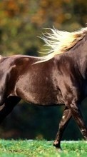 New mobile wallpapers - free download. Horses, Animals picture and image for mobile phones.