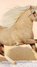 New mobile wallpapers - free download. Horses, Animals picture and image for mobile phones.