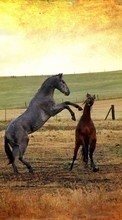 Horses, Animals for Sony Xperia C5 Ultra