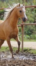 Horses,Animals for Sony Xperia C