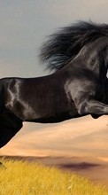 New mobile wallpapers - free download. Horses,Animals picture and image for mobile phones.