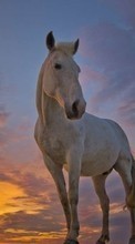 New mobile wallpapers - free download. Horses,Animals picture and image for mobile phones.