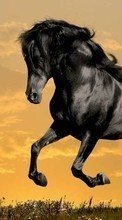 Horses,Animals for Fly ERA Energy 3 IQ4417