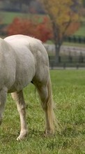 Horses,Animals for Sony Xperia Sola