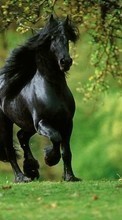 New mobile wallpapers - free download. Animals, Horses picture and image for mobile phones.