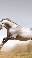 Horses,Animals for Lenovo Vibe X3