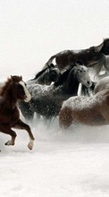 New mobile wallpapers - free download. Horses, Animals, Winter picture and image for mobile phones.