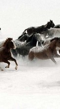 New mobile wallpapers - free download. Animals, Winter, Horses picture and image for mobile phones.