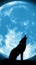 New mobile wallpapers - free download. Moon, Night, Wolfs, Animals picture and image for mobile phones.