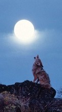 New mobile wallpapers - free download. Animals, Wolfs, Moon picture and image for mobile phones.
