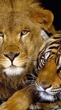 New mobile wallpapers - free download. Animals, Lions, Tigers picture and image for mobile phones.