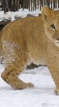 New mobile wallpapers - free download. Animals, Winter, Lions picture and image for mobile phones.