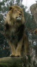 New 128x160 mobile wallpapers Animals, Lions free download.