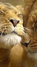 New 720x1280 mobile wallpapers Animals, Lions free download.
