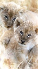 Lions, Animals for Nokia E72