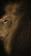 Lions, Animals