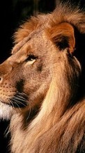 New mobile wallpapers - free download. Lions, Animals picture and image for mobile phones.