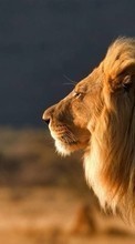 New mobile wallpapers - free download. Lions, Animals picture and image for mobile phones.