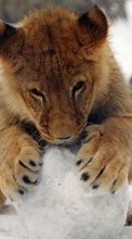 Lions,Animals for Xiaomi Redmi 1s
