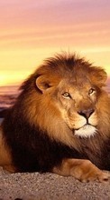 New mobile wallpapers - free download. Lions,Animals picture and image for mobile phones.