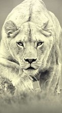 Lions,Animals for Sony Xperia E1