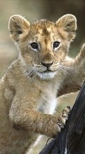 New mobile wallpapers - free download. Animals, Lions picture and image for mobile phones.
