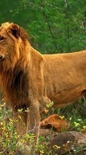 Animals, Lions for Nokia Asha 305