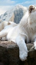 New mobile wallpapers - free download. Lions,Animals picture and image for mobile phones.