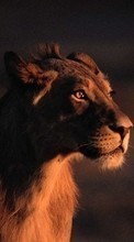 Animals, Lions for Asus Zenfone 4