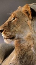 New 1024x600 mobile wallpapers Animals, Lions free download.
