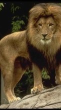 Animals, Lions for Samsung Galaxy Pocket Neo