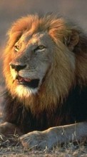 New 320x240 mobile wallpapers Animals, Lions free download.