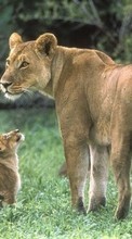 New 320x480 mobile wallpapers Animals, Lions free download.