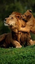 New 1280x800 mobile wallpapers Animals, Lions free download.